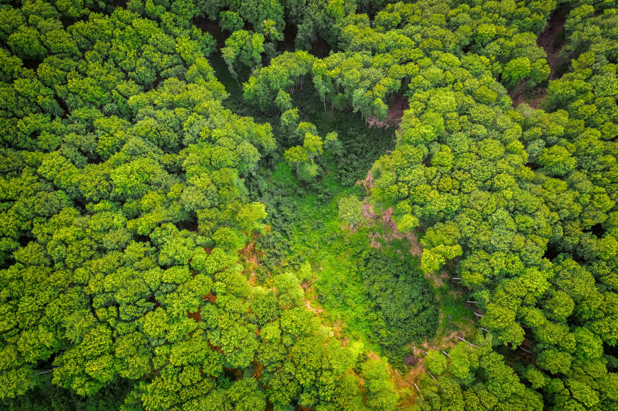 aerial view of vegetation surveying