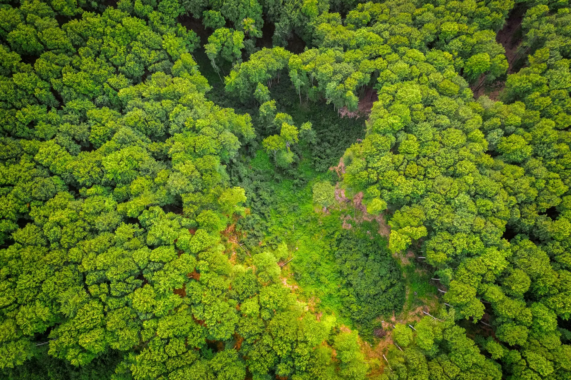 aerial view of vegetation surveying